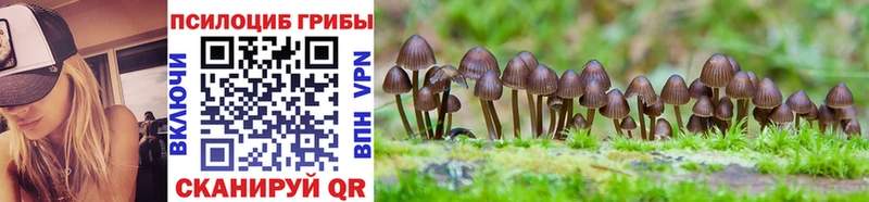 Псилоцибиновые грибы Cubensis Купить где Мглин